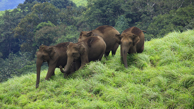 idukki_wildlife_sanctuary20131031104628_188_1