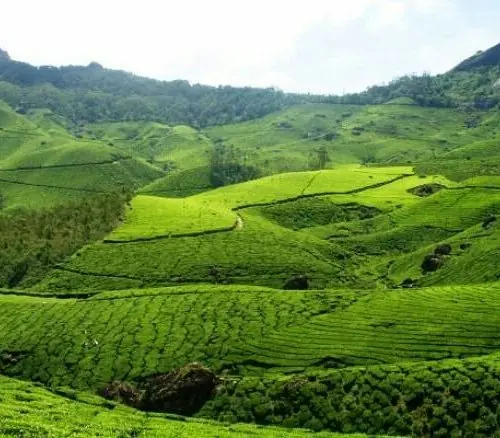 munnar-resort with swimming pool-